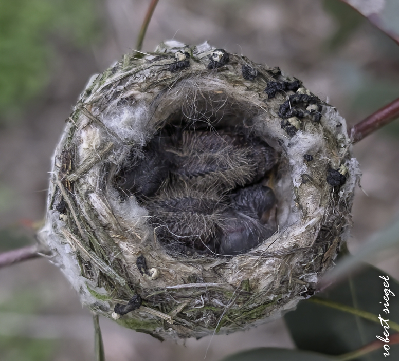 emily renzel wetlands 2026